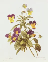 Viola Tricolore